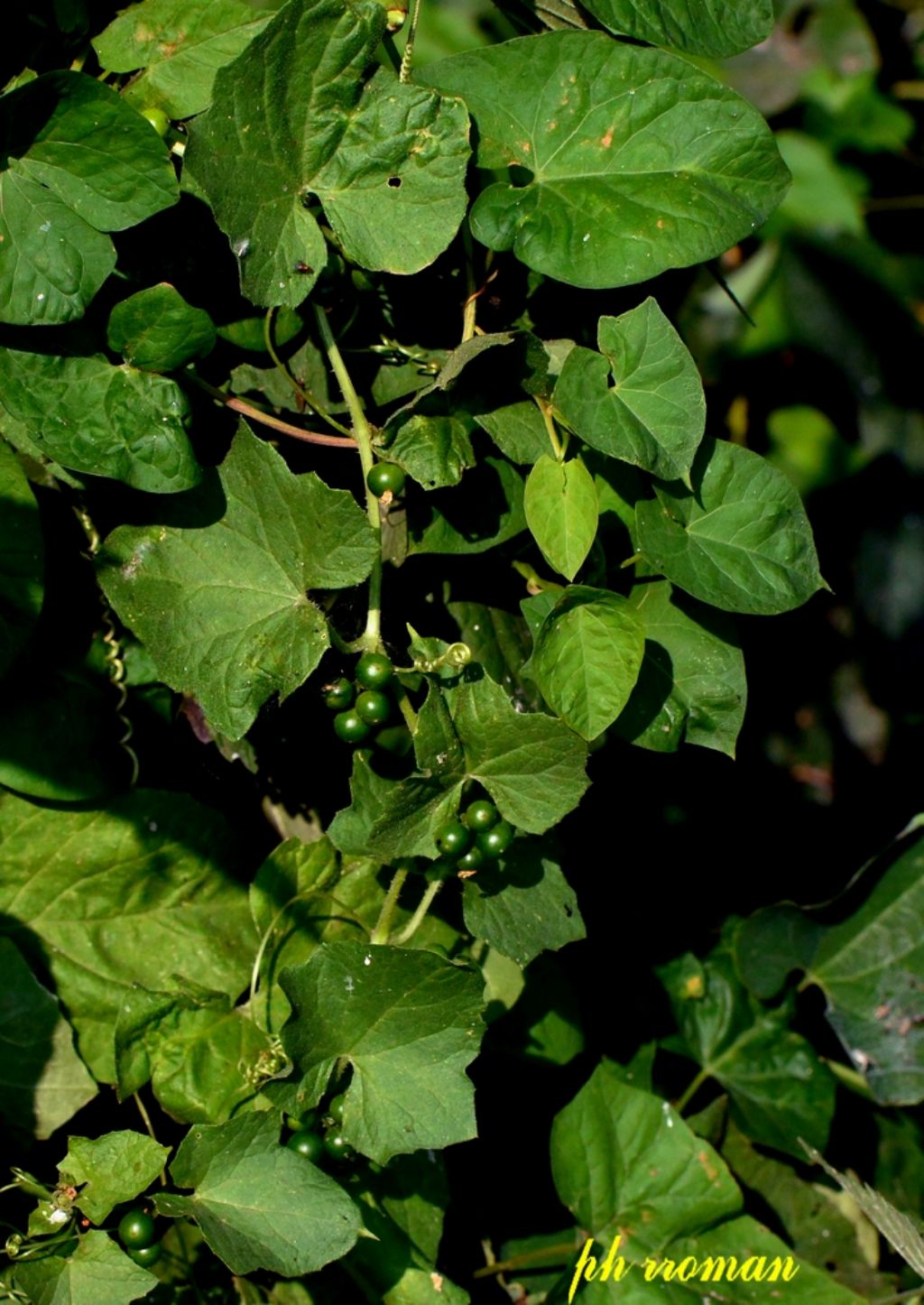 Frutto di Aristolochia clematitis (Aristolochiaceae)